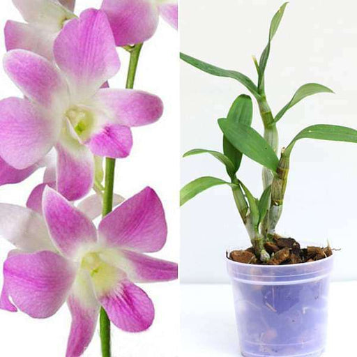 pack of 2 dendrobium orchid plants 