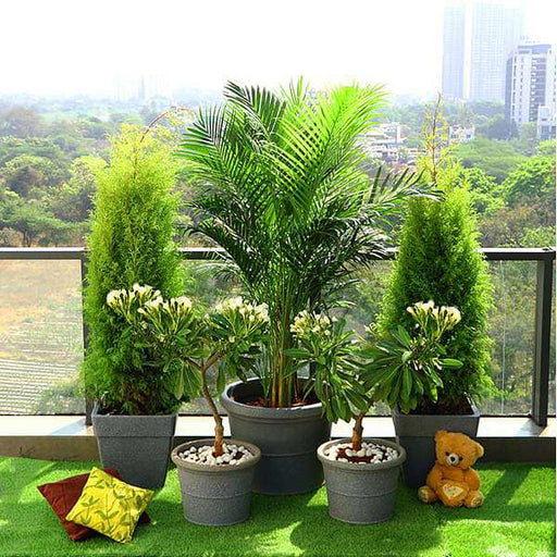 popular outdoor plants for gardening on terrace 