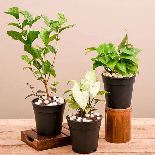 set of 3 air purifier n summer cooling plants pack 