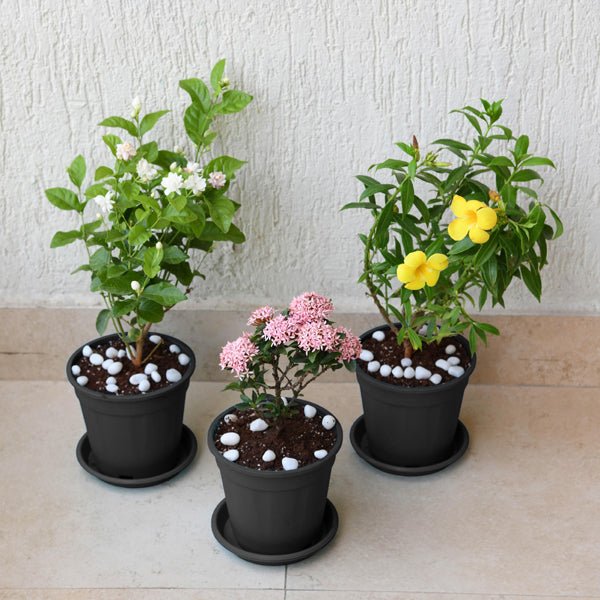 Set of 3 Outdoor Flowering Plants for Beautiful Garden