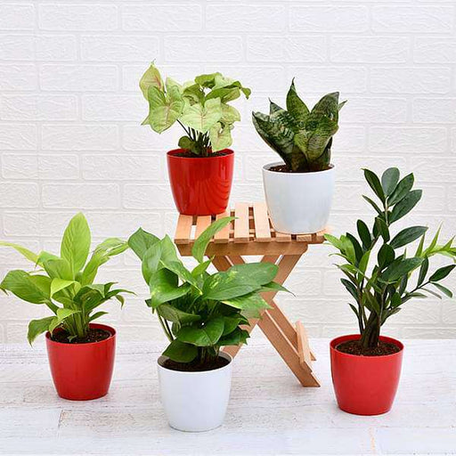 set of 5 plants to promote happiness and joy 