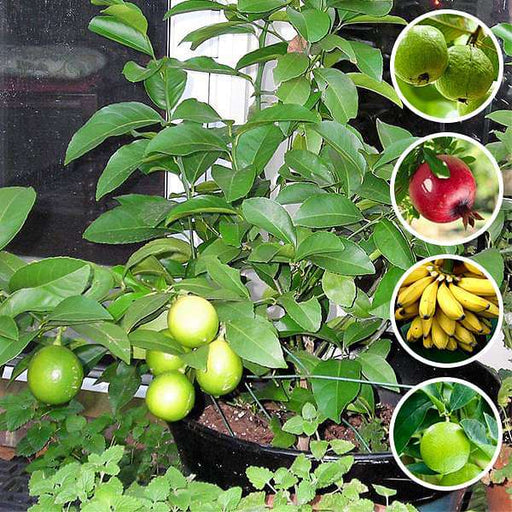 top 5 fruits plants to grow in pot 