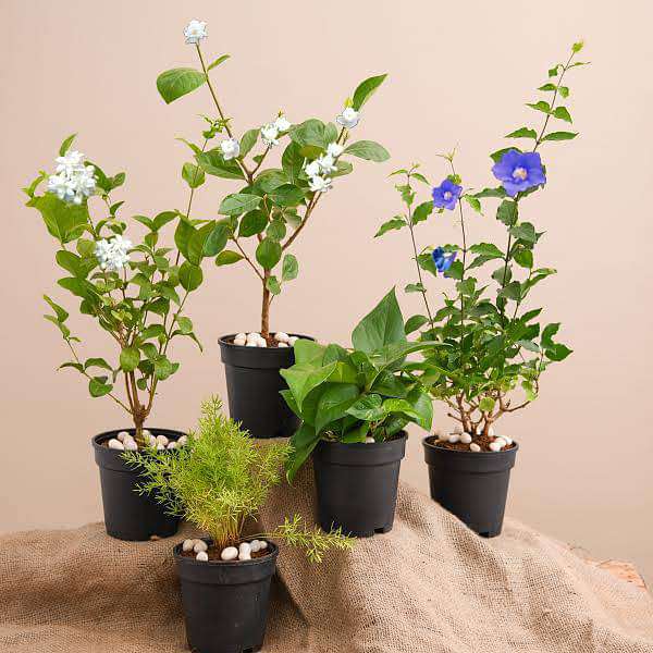 Buy Top 5 Monsoon Special Plants online from Nurserylive at lowest