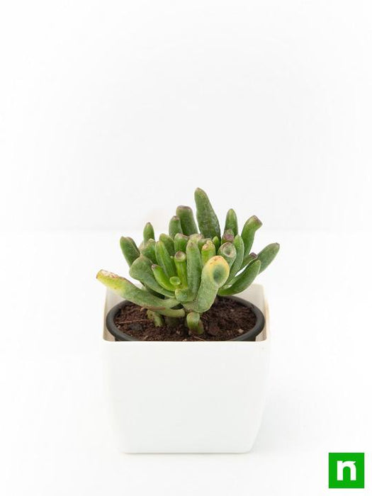 crassula hobbit - plant