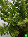 cuphea hyssopifolia (white) - plant