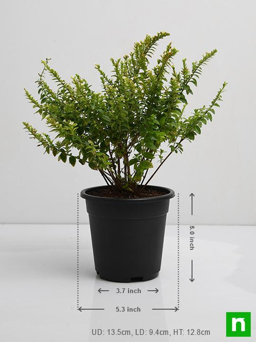 cuphea hyssopifolia (white) - plant