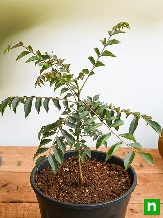 curry leaves - plant