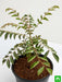 curry leaves - plant