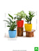 cute shade loving indoor plants for office 