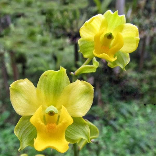 cyrtopodium paranaense orchid - plant