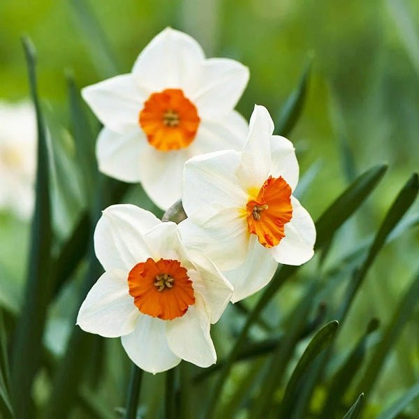 Daffodil Barret Browning (White) - Bulbs