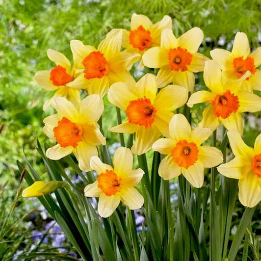 daffodil fortissimo (yellow) - bulbs (set of 5)