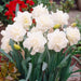 daffodil obdam (white) - bulbs (set of 5)