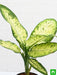 dieffenbachia amoena tropic snow - plant