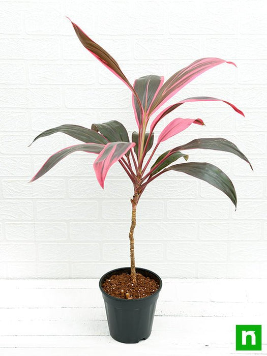 dracaena mahatma - plant