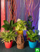 eco - friendly ganesha with oxygen enriching indoor garden