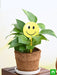 eco friendly green money plant with smiley - gift plant