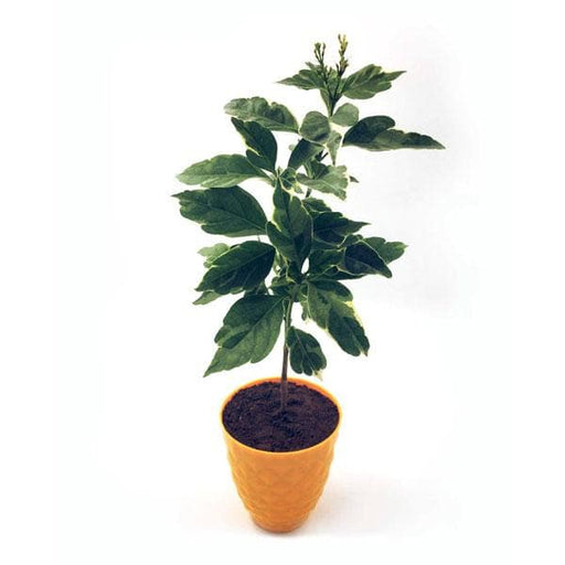 eranthemum albomarginatum - plant