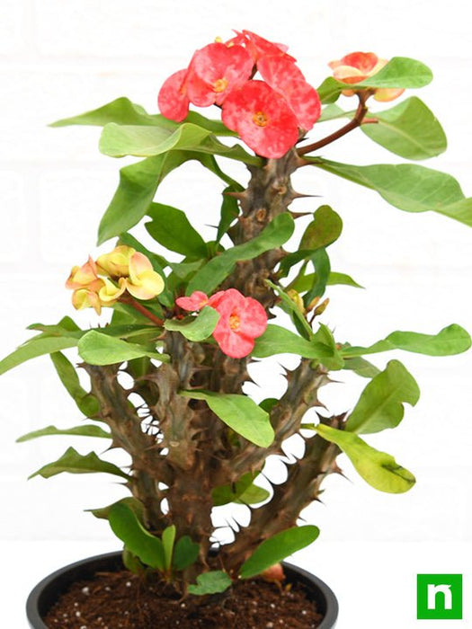 euphorbia (peach) - plant