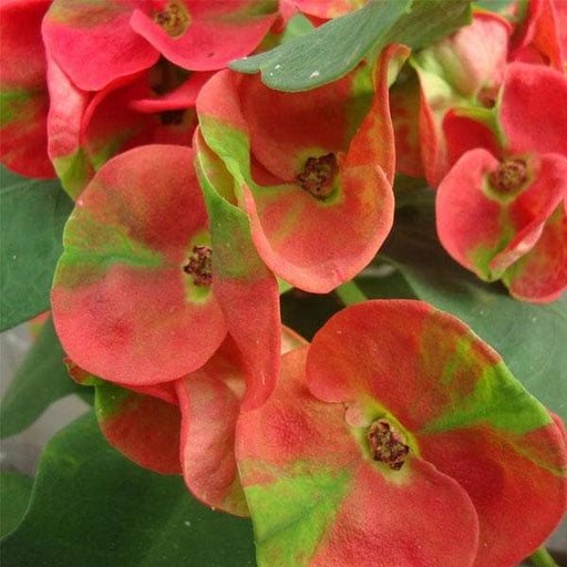 euphorbia (pink - plant