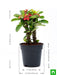 euphorbia (red) - plant