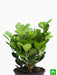ficus moclame - plant
