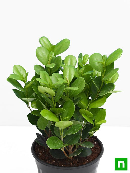 ficus moclame - plant