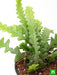 fishbone cactus - plant