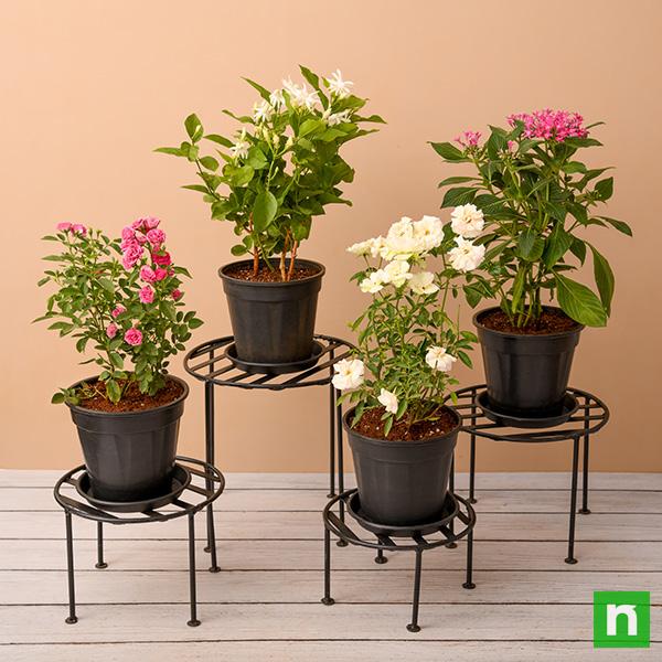 Buy Flowering Plants online from Nurserylive at lowest price.