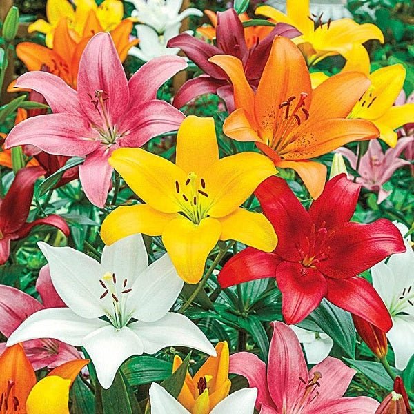 Asiatic Lily (Random Color) - Bulbs