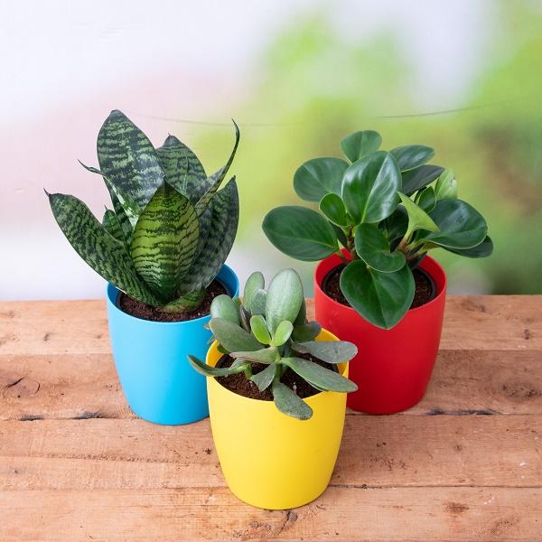 Table plants store online