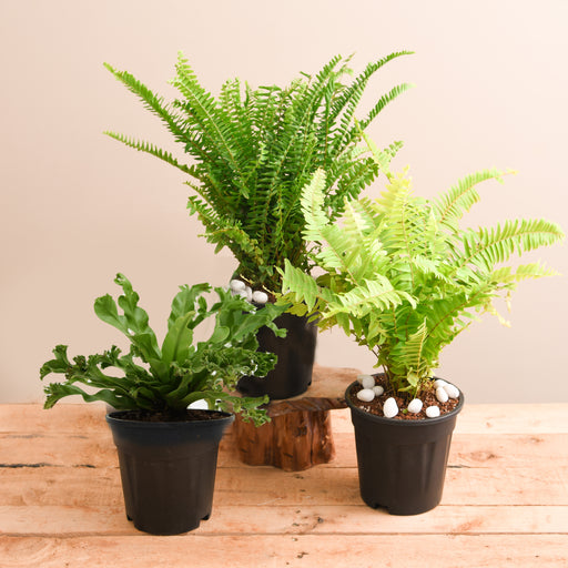 best 3 ferns for indoor plant decor 