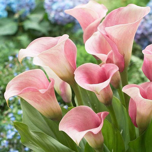 calla lily (pink) - bulbs (set of 5)
