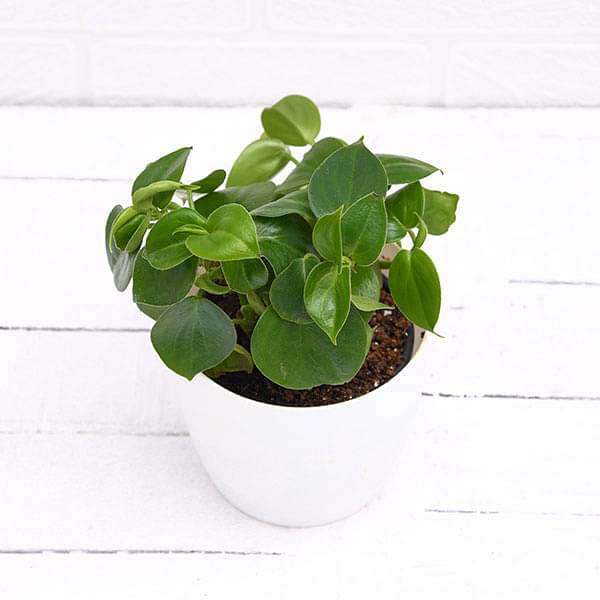 Buy Cupid Peperomia, Peperomia scandens variegata - Succulent Plant online  from Nurserylive at lowest price.