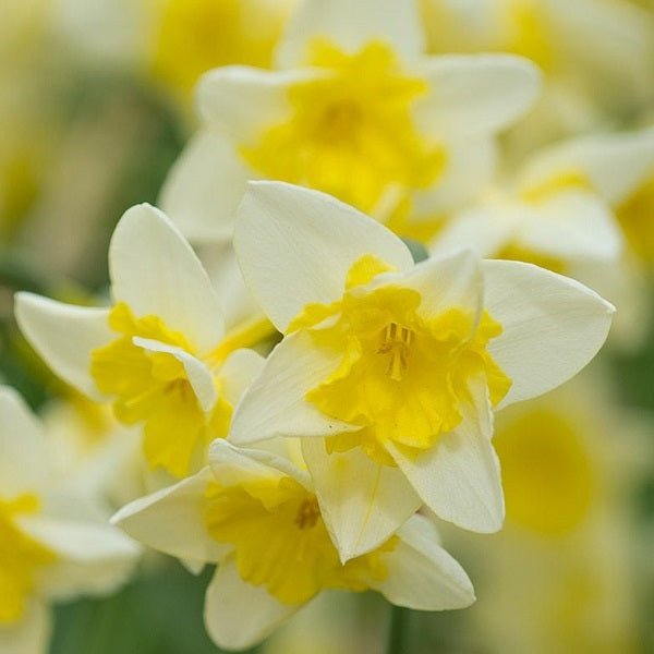 Daffodil Prom Dance (Cream) - Bulbs