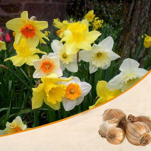 daffodil (random color) - bulbs (set of 5)