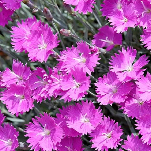dianthus (pink) - plant