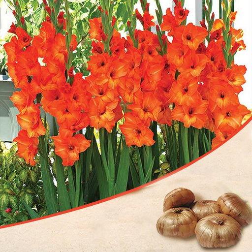 gladiolus (orange) - bulbs (set of 10)