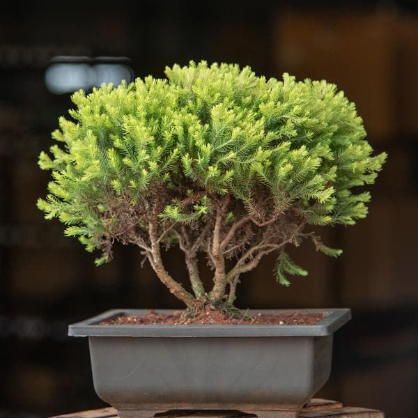 cypress bonsai