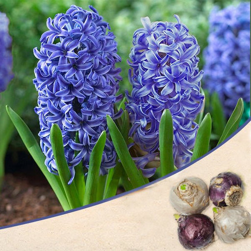 hyacinth blue jacket - bulbs (set of 5)