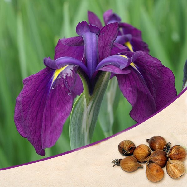 Buy Iris kaempferi, Iris Ensata (Purple) Bulbs (set of 5) online from Nurserylive at lowest price.