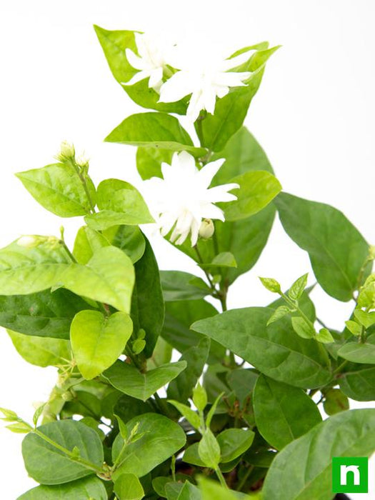 jasminum sambac - plant
