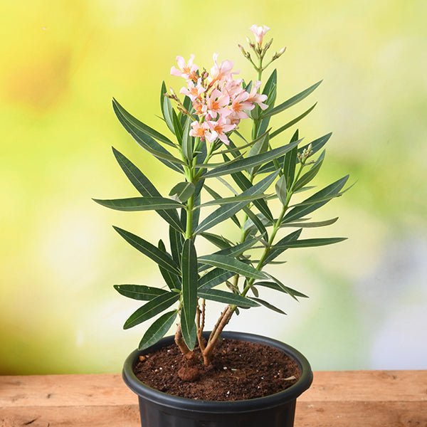 Kaner Dwarf, Nerium Oleander (Peach, Dwarf) - Plant online from Nurserylive at lowest price.