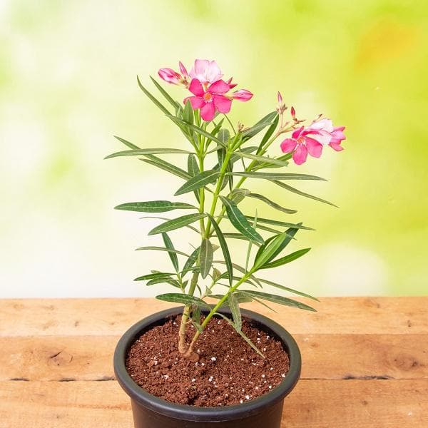 Kaner, Nerium Oleander (Pink, Single) - Plant online from Nurserylive lowest price.