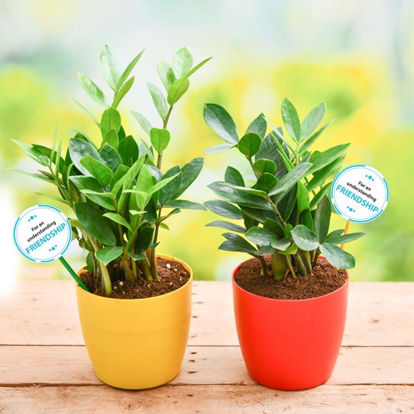Buy Pack of 2 ZZ Plants for our Generous Friendship online from