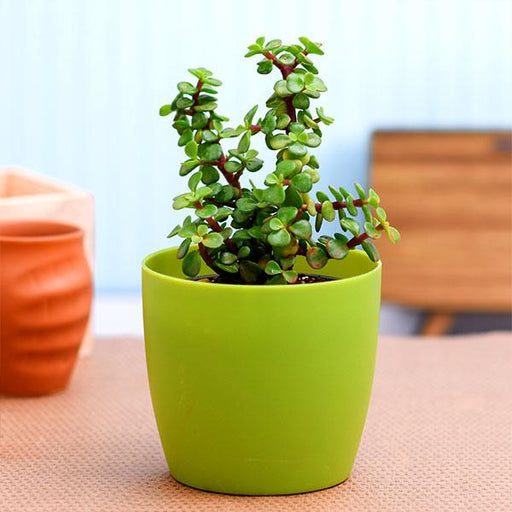 goodluck jade plant with pot 