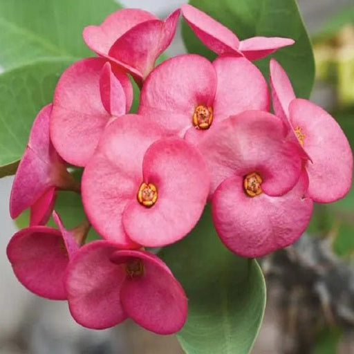 euphorbia (any color) - plant