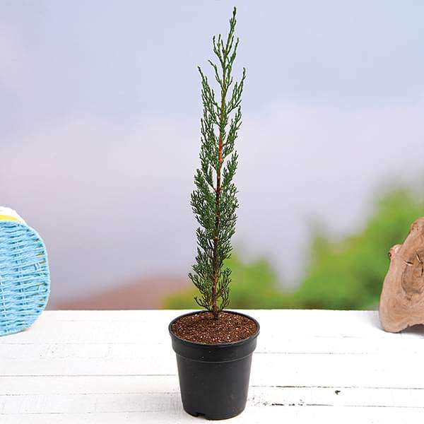 pencil pine cypress - plant