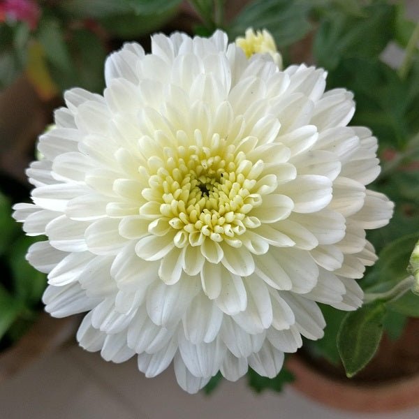 Buy Shevanti, Chrysanthemum (White) - Plant online from Nurserylive at  lowest price.
