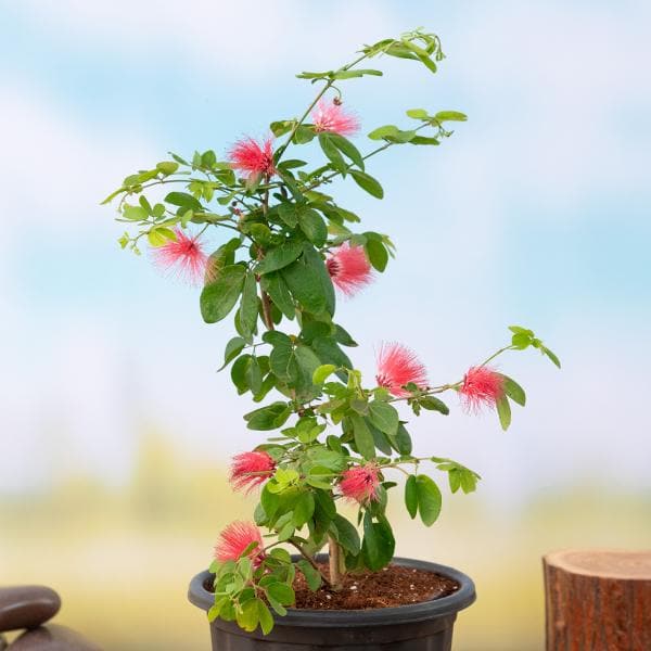 Buy Powder Puff Plant, Calliandra - Plant online from Nurserylive at lowest  price.
